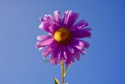 牡丹花園游戲注冊攻略，輕松入門，暢游花海！暢游牡丹花海，輕松注冊攻略，入門必備！