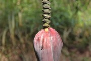 夢(mèng)到綠色的蛇，解讀夢(mèng)境中的神秘象征，綠色蛇的夢(mèng)境解讀，神秘象征的探索