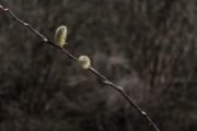 放飛夢(mèng)想——我的風(fēng)箏之夢(mèng)，放飛夢(mèng)想，我的風(fēng)箏之夢(mèng)