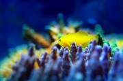 夢(mèng)中的魚(yú)之海，一場(chǎng)與小魚(yú)的奇妙邂逅，夢(mèng)中之海，與小魚(yú)的奇妙邂逅