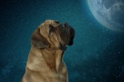 夢到動物，解讀夢境中的神秘信息，解讀夢境中的神秘信息，夢到動物的含義