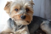 如何輕松注冊CKU，開啟你的犬類生涯，輕松開啟犬類生涯，CKU注冊指南