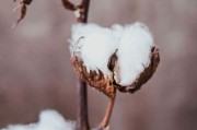 如何看待短纖期貨不能購買的情況？背后的原因和影響是什么？