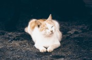 夢(mèng)中的神秘對(duì)話，貓咪的言語(yǔ)之謎