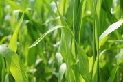 芝加哥大豆玉米價(jià)格下跌后反彈，卻遭美國(guó)降雨限制漲幅