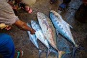 夢中尋魚，一次奇妙的捕魚經(jīng)歷，夢中尋魚，一次奇妙的捕魚之旅
