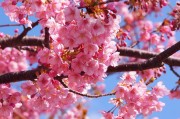 春天的櫻花季，Sakura櫻花免費(fèi)游戲的探索之旅，櫻花之謎，一場(chǎng)春季的櫻花探索之旅