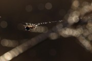 夢到頭皮屑，一次關(guān)于自我認(rèn)知的探索