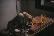 夢中奇遇，我生下了一只貓