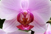 探索蘭花的世界，一款包含蘭花種類的免費游戲下載，蘭花世界，探索和解鎖蘭花的高清游戲下載
