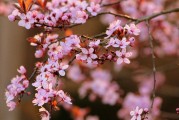 夢(mèng)中的開(kāi)花樹(shù)，生命的啟示與美好，夢(mèng)中的開(kāi)花樹(shù)，生命的啟示與美好