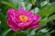 花啦花啦注冊難題解析，常見問題及解決方案，花啦花啦注冊攻略，常見問題解答與解決方案