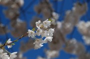夢(mèng)到花開，生命的綻放與希望的啟示，夢(mèng)到花開，生命的綻放與希望的啟示