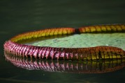 免費植物大戰(zhàn)僵尸游戲——讓你享受無盡的種植與保衛(wèi)的樂趣，全球最經(jīng)典的免費植物防御策略游戲，植物大戰(zhàn)僵尸