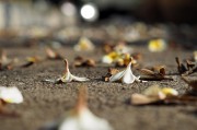 夢中尋覓，地上繁多的頭發(fā)，夢中尋覓，發(fā)絲繁多的秘密
