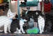 CKU犬舍注冊(cè)全攻略，輕松開(kāi)啟您的犬舍之路，CKU犬舍注冊(cè)指南，輕松踏上千里犬舍征途