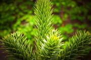 虛擬世界中的植物游戲免費(fèi)體驗(yàn)——探討其價(jià)值與影響，虛擬世界，植物游戲的娛樂價(jià)值及其對(duì)社會(huì)的影響