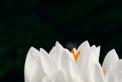 夢到頭發(fā)白了，歲月痕跡下的心靈覺醒，夢到頭發(fā)白皙，心靈在歲月痕跡下的覺醒