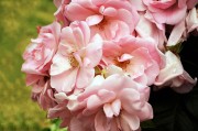 夢(mèng)中的杏花盛開，夢(mèng)中的杏花盛開，詩意與浪漫的交融。