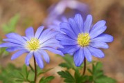 在橙光游戲中得到的花朵——從免費(fèi)下載到付費(fèi)才能獲得的樂趣，橙光游戲中的花，如何從免費(fèi)下載變?yōu)楦顿M(fèi)獲取的樂趣