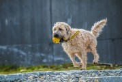 夢遨犬行——一次遛狗的夢境之旅，夢遨犬行，遛狗的夢境之旅