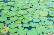 孕婦夢(mèng)到蔥，寓意與解讀