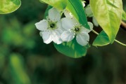 夢(mèng)到離世的親人，心靈的對(duì)話與思念的延續(xù)，離世親人的心靈對(duì)話，思念的延續(xù)與夢(mèng)中的交流