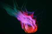 解讀夢(mèng)境中的懷孕象征，解讀夢(mèng)境中的懷孕象征。