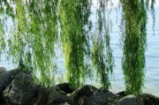 苗木網(wǎng)站排名，揭秘如何提升苗木行業(yè)網(wǎng)站的在線影響力，揭秘苗木網(wǎng)站排名提升策略，在線影響力增長(zhǎng)之道