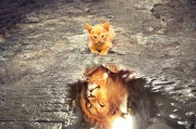 鷹舞夢間——一場與老鷹的奇幻之旅，鷹舞夢間，奇幻之旅與老鷹的邂逅