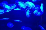夢到彩色的魚，一場神秘而多彩的夢境之旅