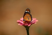 夢中遇見兔子——征兆解析與深度探討，夢中遇見兔子的征兆解析與深度探討