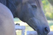 揭秘小馬游戲，一款寓教于樂的免費網絡游戲，趣味性極佳的小馬游戲，以寓教于樂的方式享受游戲樂趣