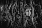夢(mèng)中的奇妙邂逅——大熊貓的神秘之旅，大熊貓的神秘之旅，夢(mèng)中的奇妙邂逅