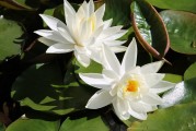 夢中親人喜結(jié)連理，情感交織的奇妙體驗，夢中親人喜結(jié)連理，情感交織的奇妙體驗