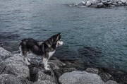 哈士奇作為一種忠誠、活潑的犬種，深受人們喜愛。作為一款專門為哈士奇設(shè)計(jì)的網(wǎng)站插件，它不僅能夠幫助用戶更方便地管理和查看哈士奇的相關(guān)信息，還能提高用戶體驗(yàn)。，哈士奇插件，讓您的養(yǎng)寵生活更便捷