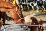 夢中奇遇，與各種動物共舞，夢中奇遇，與各種動物共舞