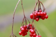孕婦夢(mèng)到吃蘋果的寓意與解讀，孕婦夢(mèng)到吃蘋果的寓意與解析