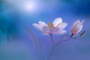 夢境中的月經(jīng)之謎，一次心靈與生理的交織體驗，夢境中的月經(jīng)之謎，心靈與生理的交織體驗