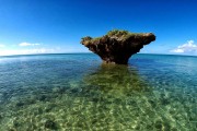 鯊魚(yú)游戲免費(fèi)下載，帶你體驗(yàn)最真實(shí)的海洋世界，鯊魚(yú)游戲下載，海洋世界的驚險(xiǎn)冒險(xiǎn)！