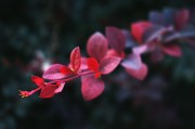 夢中重逢，思念無盡——我的母親，夢中重逢，思念無盡——懷念母親的情感之旅