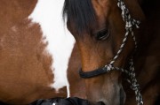 小馬游戲大全，下載、體驗全境，暢玩小馬游戲，全部游戲的下載與體驗指南