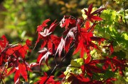 紅衣之夢(mèng)，一場(chǎng)色彩斑斕的夢(mèng)境探索，紅衣之夢(mèng)，色彩斑斕的夢(mèng)境探索
