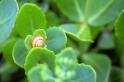 周公解夢之夢到金魚，周公解夢，夢到金魚的含義