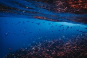 鯊魚游戲免費(fèi)下載，帶你暢游海洋的冒險(xiǎn)之旅，鯊魚游戲，探索海洋深處的冒險(xiǎn)世界！免費(fèi)下載！