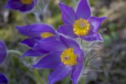 鮮花游戲免費(fèi)體驗(yàn)，超值！鮮花游戲免費(fèi)體驗(yàn)，讓生活更浪漫