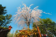 夢(mèng)中的大櫻桃，一場(chǎng)甜蜜的奇幻之旅