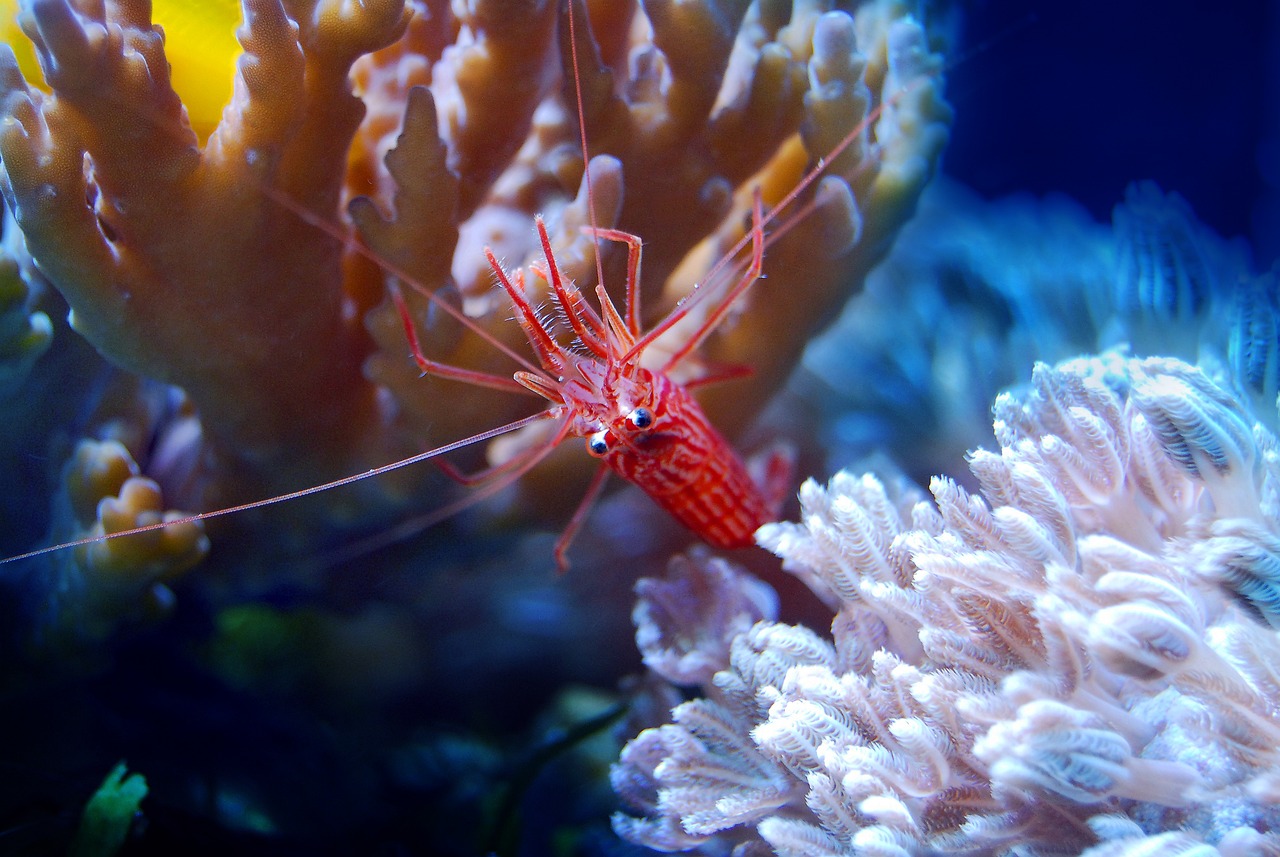夢(mèng)游水族世界，魚與蝦的神秘夢(mèng)境