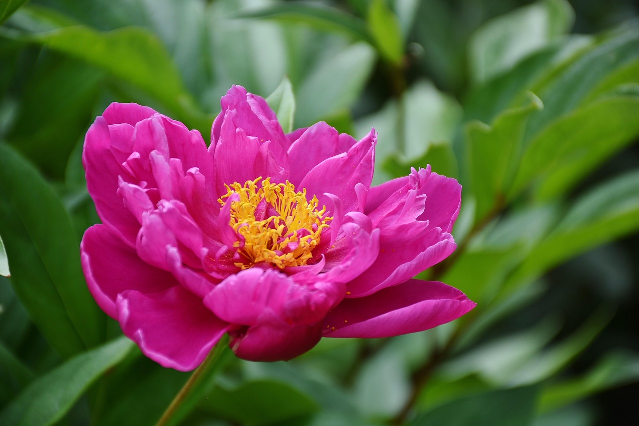 花啦花啦注冊難題解析，常見問題及解決方案